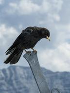 stunningly beautiful Jackdaw Bird