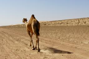 walking camel in the desert