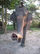 ride an elephant in Nepal, Asia