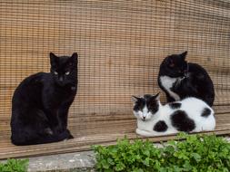 Cats street black and white, cyprus