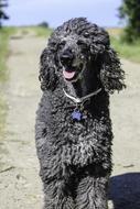 impressively beautiful Standard Poodle