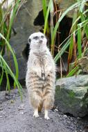 standing meerkat in the wild