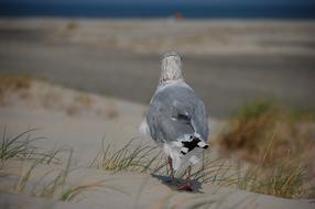 Seagull Beach Sea Sand