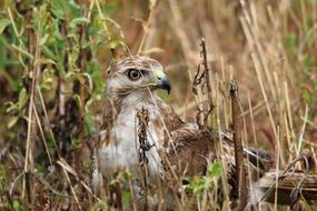 young Red-Tailed Hawk in grass