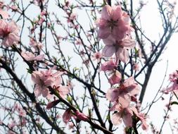 pink flowers on trees in the garden