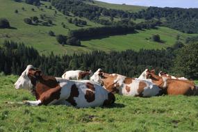 colorful herd of cows in the field