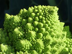 broccoli flowering head, macro, spiral fractal forms