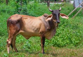 fabulous Cow Thailand