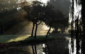 sun rays illuminating the tree