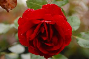 red single-legged rose