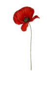 red poppy flower illustration