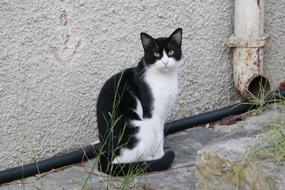 black white cat near gray wall