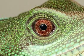 Green Chinese Water Dragon Reptiles
