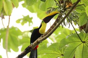impressively beautiful Toucan Brown