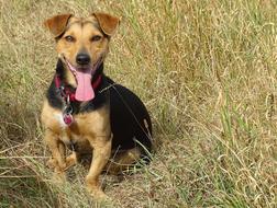 portrait of Dog on dry grass