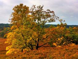 beautiful autumn tree in the field