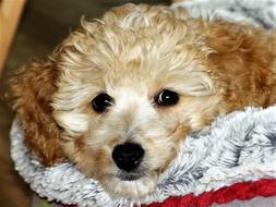 domestic dog close up