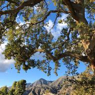 Mountains Oak Tree Telephone Wire