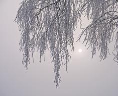 Nebelmorgen Hoarfrost Cold