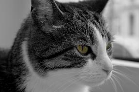 Cat face, side view, close up