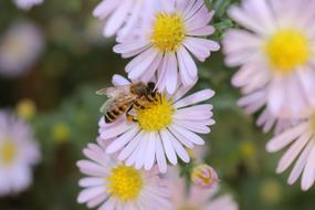 wasp on a medicinal camomile