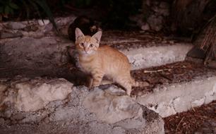 fabulous Cat Feline on stone steps