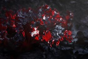 Lettuce Red as a Background