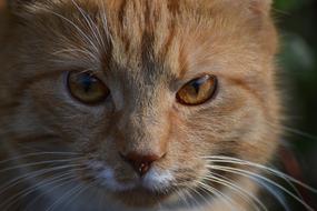 macro photo of the face of a red cat with yellow eyes