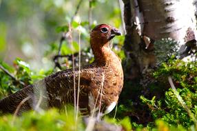 white partridge in the woods