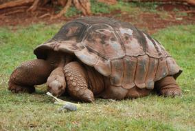 fabulous Animal Tortoise Land