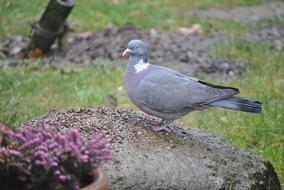 goodly Ringdove Bird Turtle