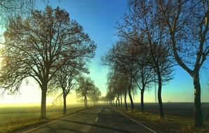 Road Avenue Autumn Landscape