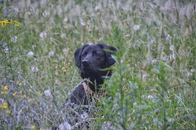 Dog Labrador in green grass