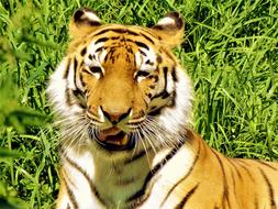 beautiful striped tiger on a background of green grass