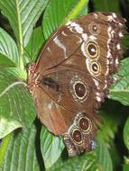 closeup photo of brown butterfly sits on a green plant