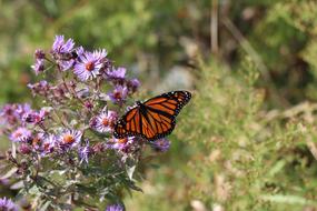 Monarch Butterfly Flower macro