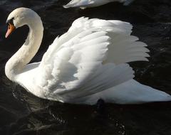 goodly Swan Lake Floating