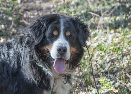 impressively beautiful Bernese Mountain Dog