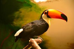 photo of toucan with a beautiful orange beak