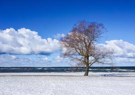 tree on snowy sea coast