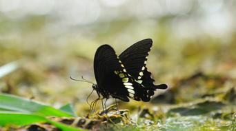 beautiful black Butterfly on ground