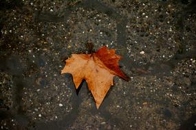 Autumn Leaf orange with Rain
