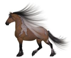 pinto horse with long mane at white background