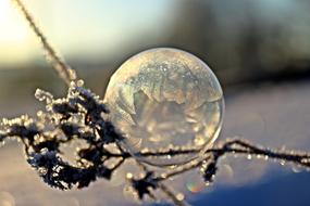 frozen bubble on branches