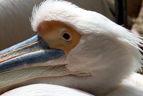 impressively beautiful Bird Head Beak