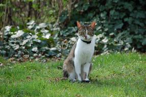 goodly Baby Cat Domestic