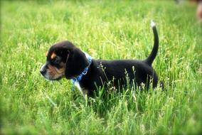 goodly Dog Beagle