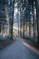 Forest Sunrays Pathway