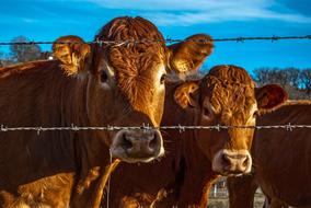 portrait of fabulous Cow Beef Animals