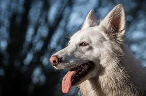 Dog domestic portrait